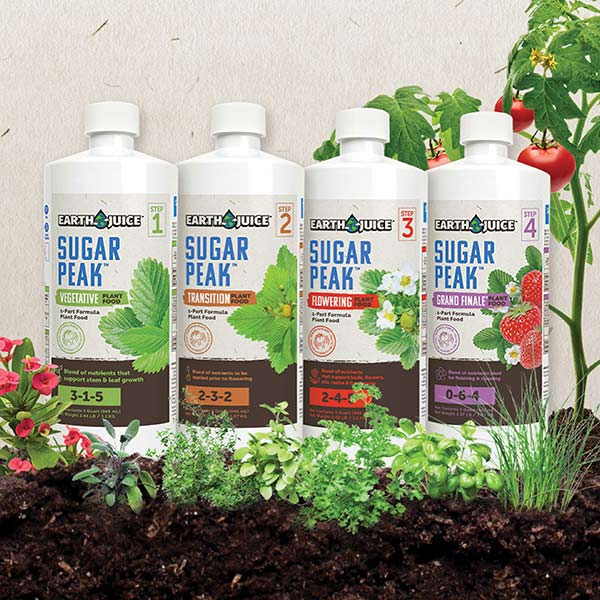 sugar-peak-flowering-11